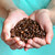 kahve · çekirdekleri · eller · kadın · kahve · siyah - stok fotoğraf © luckyraccoon
