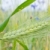 cereal · campo · orelhas · milho · verão · verde - foto stock © luiscar