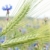gabonapehely · mező · fülek · kukorica · nyár · zöld - stock fotó © luiscar