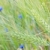 cereal · campo · orelhas · milho · verão · verde - foto stock © luiscar