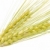 fülek · kukorica · fehér · nyár · zöld · növény - stock fotó © luiscar