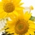 sunflower oil stock photo © luiscar