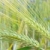 gabonapehely · mező · fülek · kukorica · nyár · zöld - stock fotó © luiscar