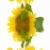 sunflower stock photo © luiscar