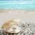 Caribbean pearl on shell white sand beach tropical stock photo © lunamarina