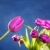 tulipanes · rosa · flores · azul · estudio - foto stock © lunamarina