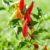 chili hot peppers plant in red and orange stock photo © lunamarina