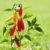 chili hot peppers plant in red and orange stock photo © lunamarina