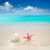 starfish · concha · praia · tropical · areia · branca · praia · turquesa - foto stock © lunamarina