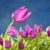 tulipánok · rózsaszín · virágok · kék · stúdió · stúdiófelvétel - stock fotó © lunamarina