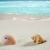 plajă · mare · melc · coajă · tropical · nisip · alb - imagine de stoc © lunamarina