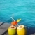 coconut coktails in caribbean on wood pier stock photo © lunamarina