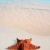 caribbean · denizyıldızı · tropikal · kum · turkuaz · plaj - stok fotoğraf © lunamarina