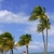 Fort Lauderdale tropical beach palm trees stock photo © lunamarina