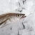 hake fish  on ice stock photo © lunamarina