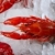 Meeresfrüchte · Markt · Eis · Fluss · lebendig · rot - stock foto © lunamarina