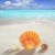 tengerparti · homok · kagyló · trópusi · tökéletes · nyári · vakáció · tengerpart - stock fotó © lunamarina