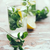 frissítő · nyár · detoxikáló · ital · házi · készítésű · limonádé - stock fotó © manera