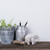 Stil · rustikal · Holzbrett · Pflanzen · weiß - stock foto © manera
