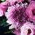 букет · розовый · цветы · черный · хризантема - Сток-фото © manera