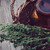 pharmacy bottle and thyme in a basket  stock photo © manera