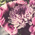 букет · розовый · цветы · ваза · Vintage - Сток-фото © manera
