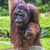 The adult male of the Orangutan in the wild nature. Island Borne stock photo © Mariusz_Prusaczyk
