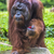 Orangutan in the jungle of Borneo Indonesia. stock photo © Mariusz_Prusaczyk