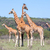 giraffen · kudde · savanne · wild · Kenia · afrika - stockfoto © master1305