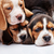 beagle · cuccioli · bianco · tre · 1 · mese · vecchio - foto d'archivio © master1305