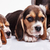 beagle · cucciolo · bianco · altro · dormire · cuccioli - foto d'archivio © master1305