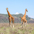 drie · giraffen · kudde · savanne · wild · Kenia - stockfoto © master1305