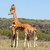 three giraffes herd in savannah stock photo © master1305