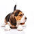 Beagle puppy on white background stock photo © master1305