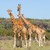 three giraffes herd in savannah stock photo © master1305