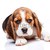 Beagle puppy on white background stock photo © master1305