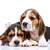 Beagle puppies on white background stock photo © master1305