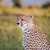 гепард · портрет · саванна · трава · кошки - Сток-фото © master1305