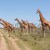 Giraffes herd in savannah stock photo © master1305