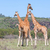 giraffen · kudde · savanne · wild · Kenia · afrika - stockfoto © master1305