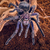 tarantula Phormictopus sp purple stock photo © master1305