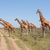 Giraffes herd in savannah stock photo © master1305