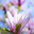 piękna · różowy · magnolia · kwiaty · Błękitne · niebo · wiosną - zdjęcia stock © maxpro