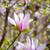 piękna · różowy · magnolia · kwiaty · wiosną · kwiatowy - zdjęcia stock © maxpro