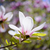 piękna · różowy · magnolia · kwiaty · wiosną · kwiatowy - zdjęcia stock © maxpro