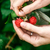 maliny · kobiet · ręce · organiczny - zdjęcia stock © maxsol7