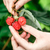 maliny · kobiet · ręce · organiczny - zdjęcia stock © maxsol7