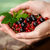 grosella · bayas · limpio · agricultura · local - foto stock © maxsol7
