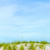 grass grows at dune at a beautiful beach stock photo © meinzahn