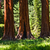 faimos · mare · sequoia · copaci · în · picioare · parc - imagine de stoc © meinzahn